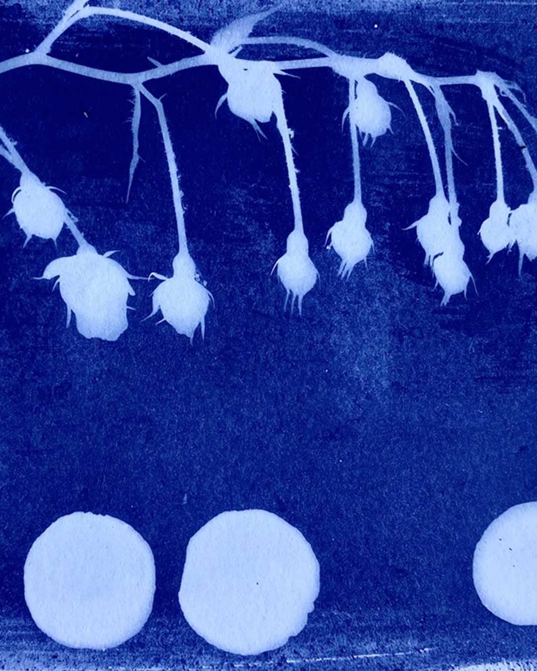 Gardensia2026_cianotipia_01