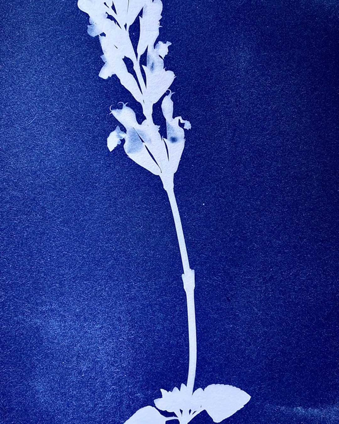 Gardensia2026_cianotipia_03