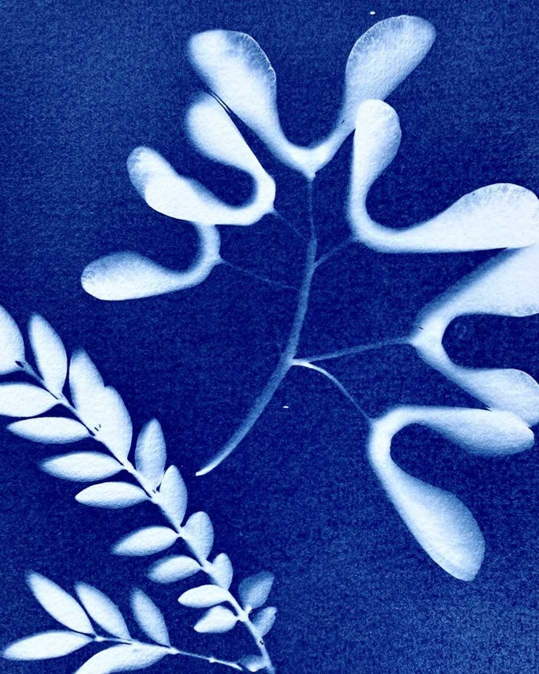 Gardensia2026_cianotipia_05