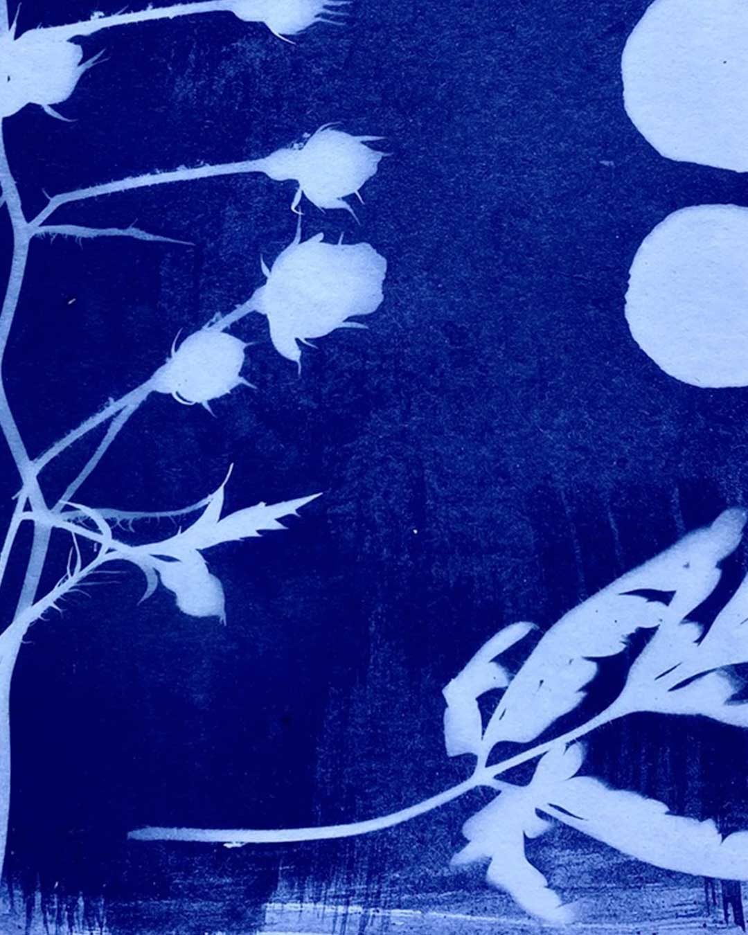 Gardensia2026_cianotipia_06