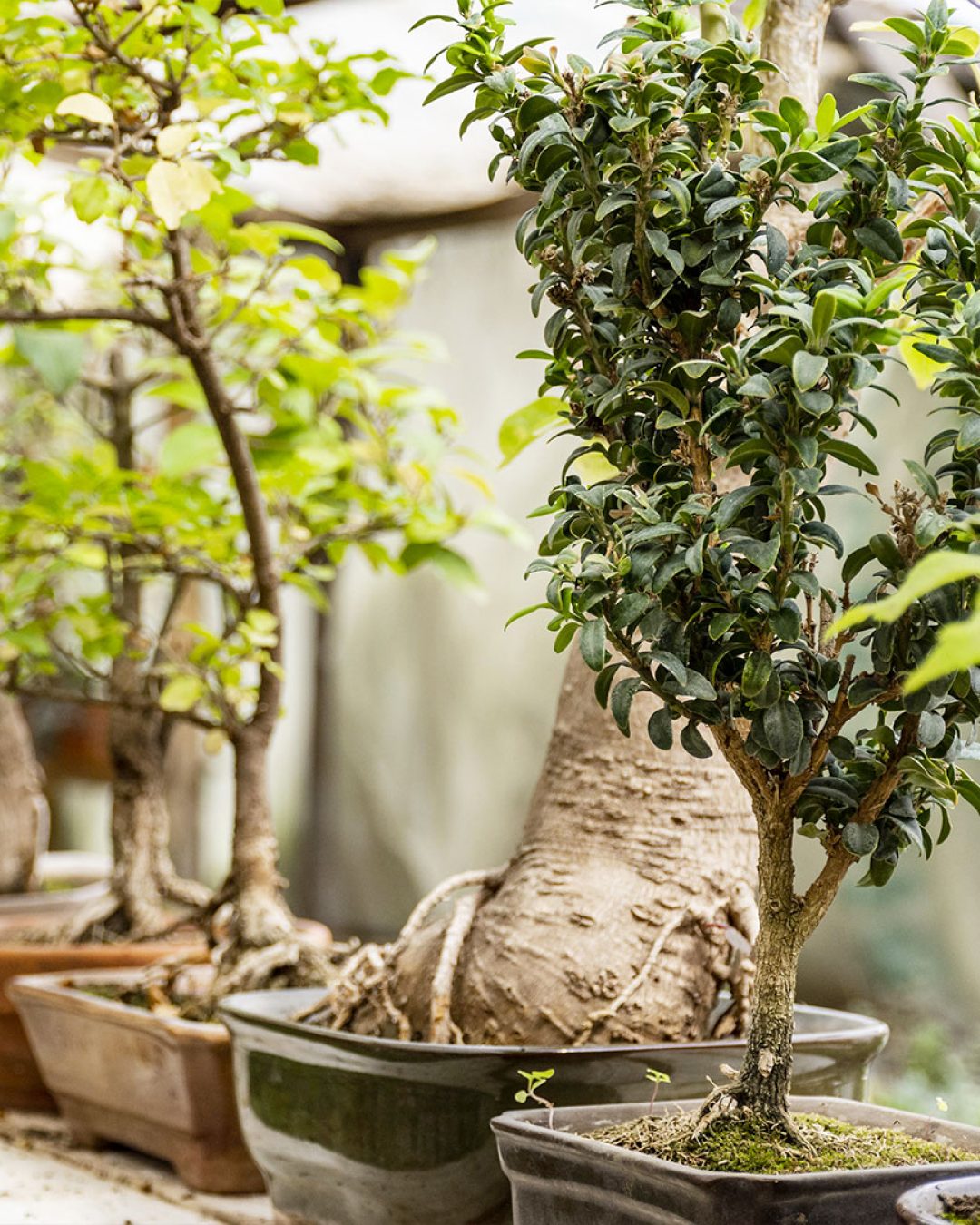 Tavola-da-disegno-4CorsoBonsai