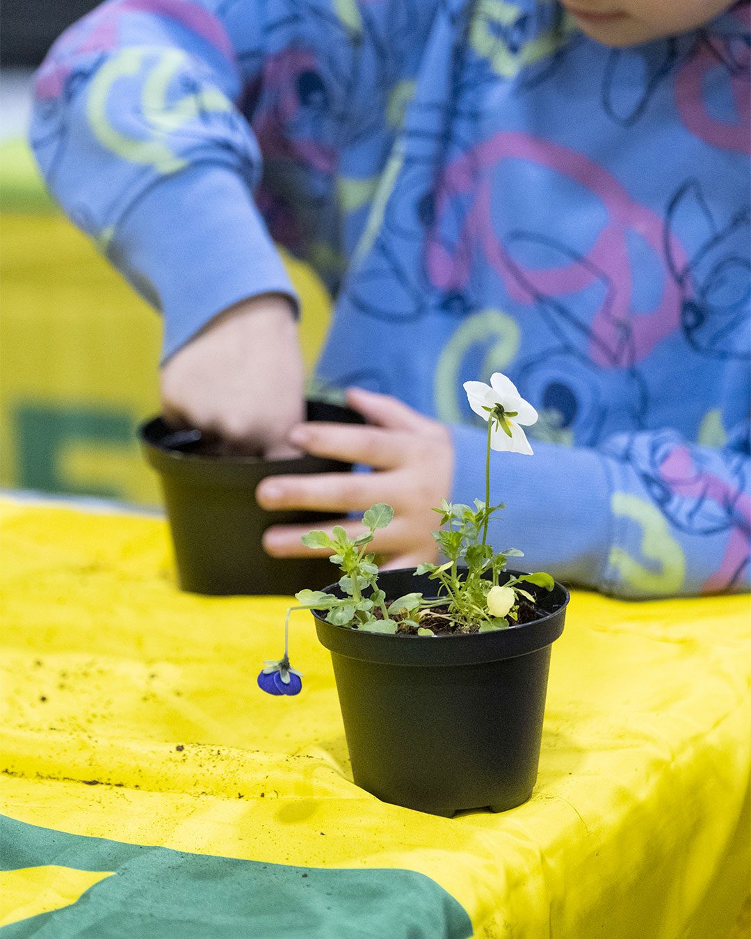 Tavola-da-disegno-6CorsoBonsai