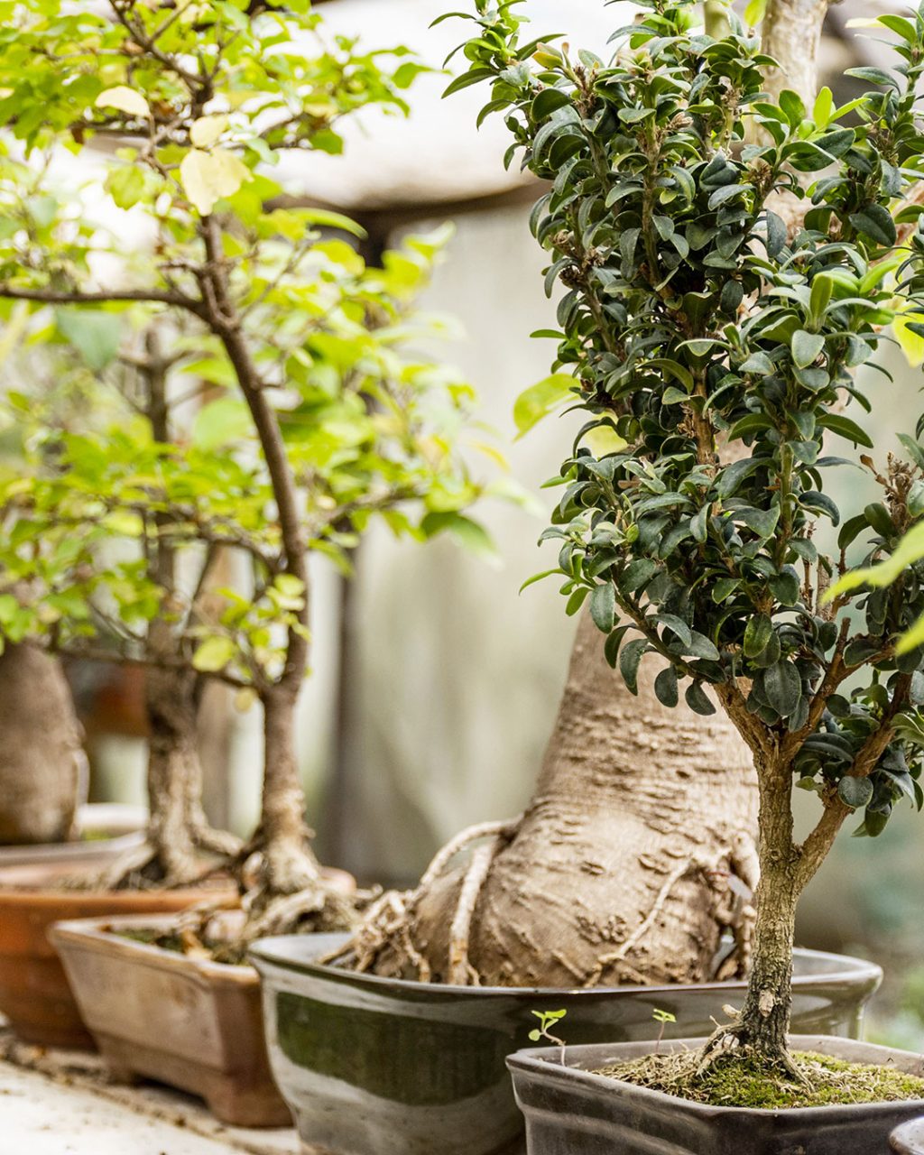 Tavola-da-disegno-8CorsoBonsai