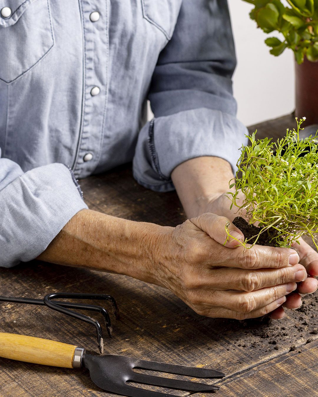 Tavola-da-disegno-9CorsoBonsai