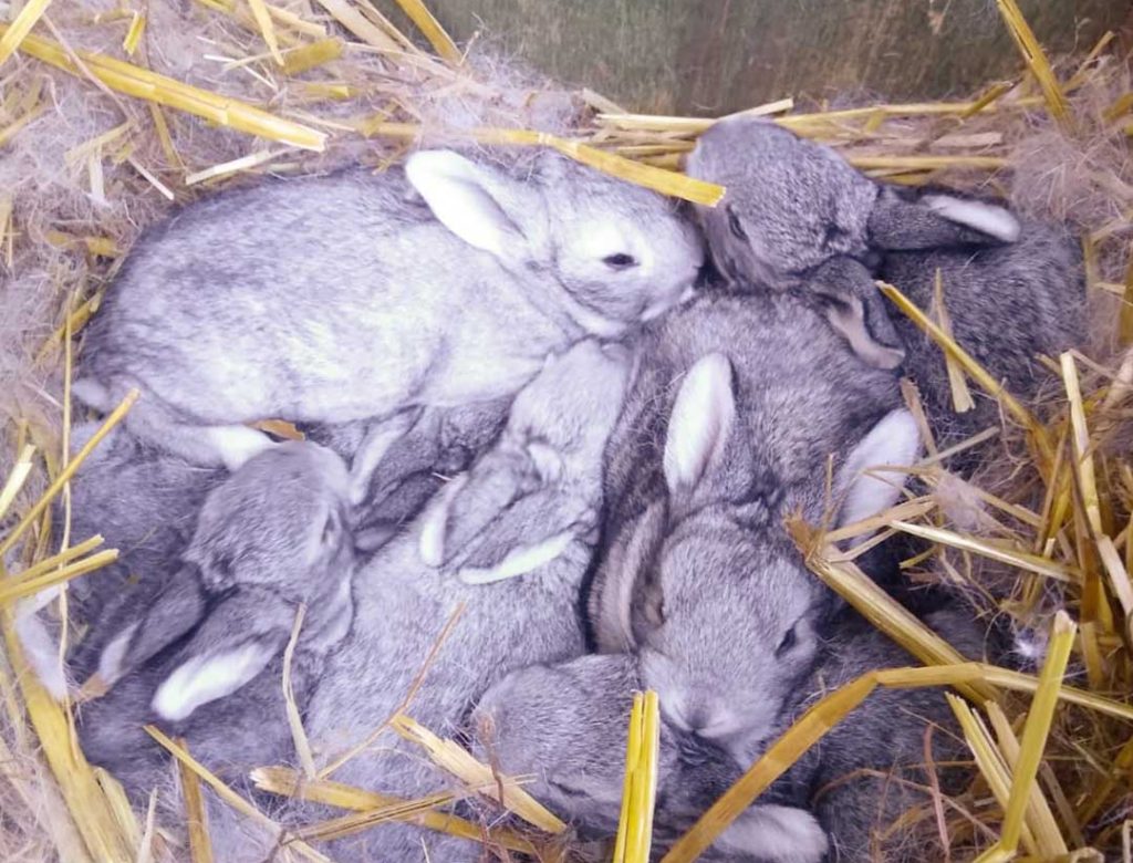 gardensia-arca-grigia-carmagnola02