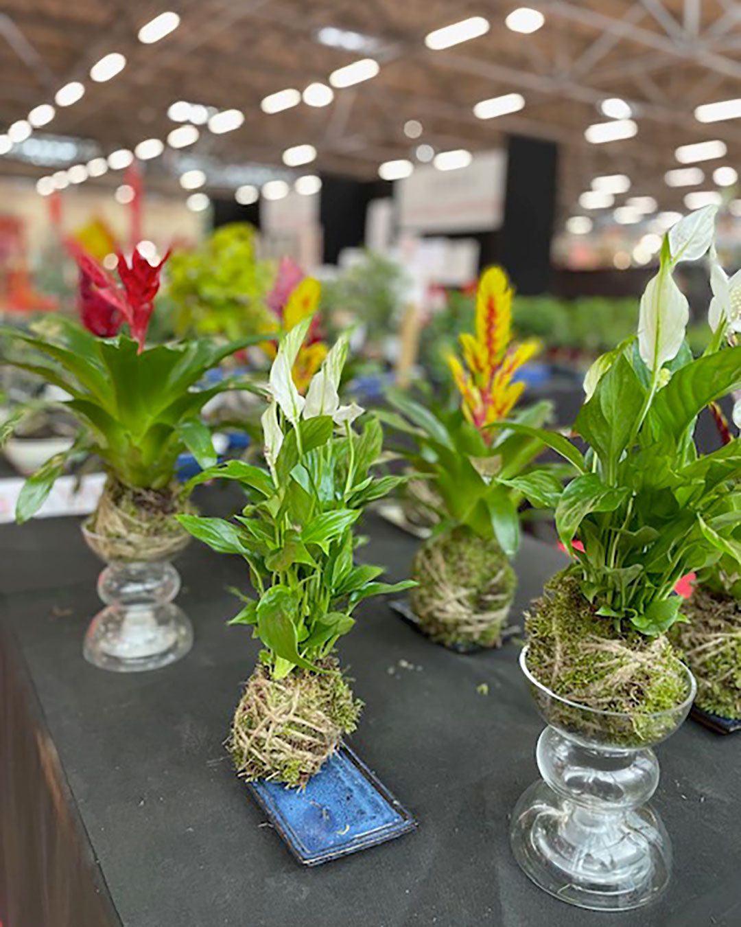 kokedama-gardensia.02