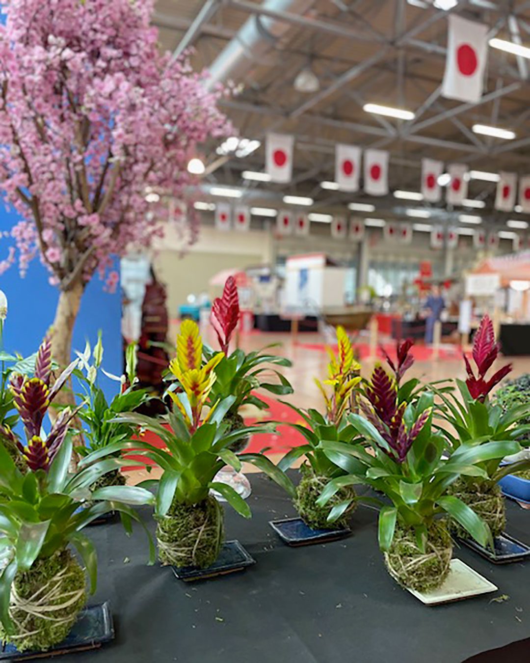 kokedama-gardensia.03